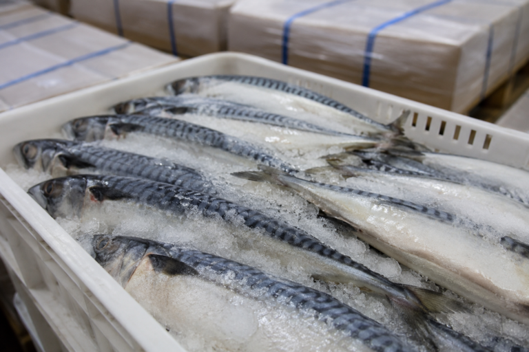 Frozen Mackerel Buying Guide for Asia, Africa, and Middle East Markets