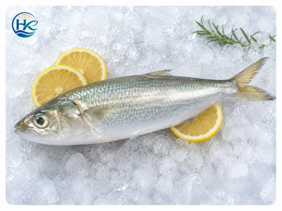 Global Frozen Seafood Market Trends 2026: What Importers Need to Know
