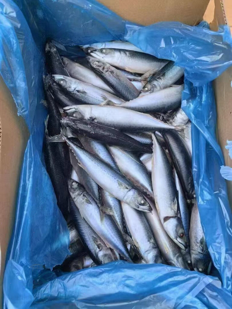 BQFfrozenmackerel