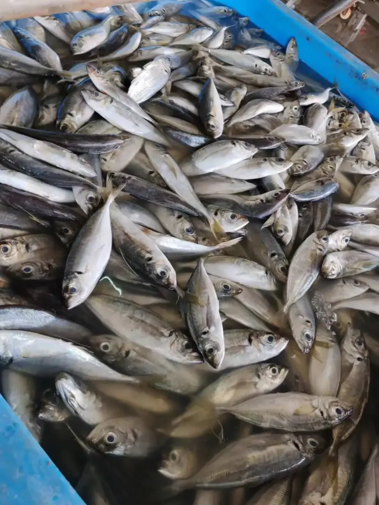 Fresh round scad fish are placed in an ice bucket awaiting processing.