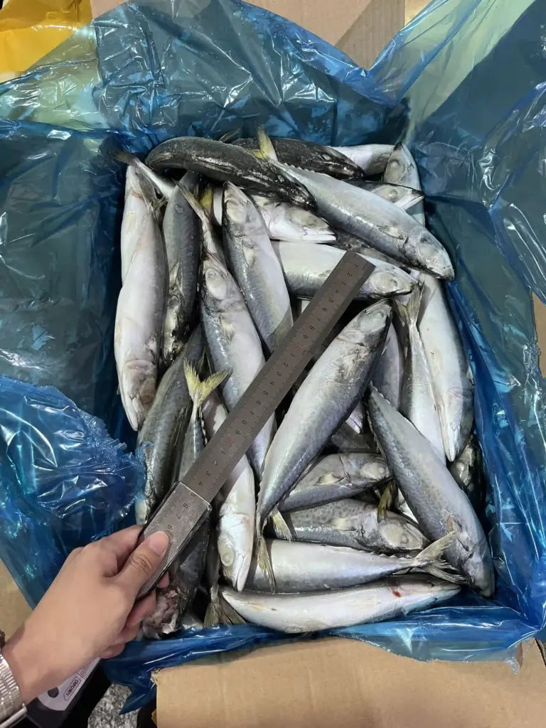 Mackerel canned raw materials available for immediate delivery