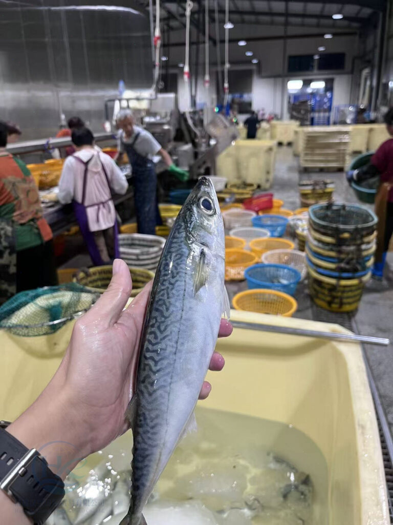 Mackerel processing workshop