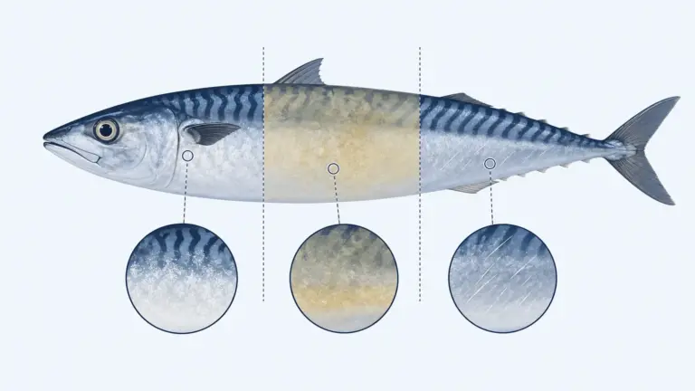 Common Frozen Mackerel Quality Problems and Their Causes