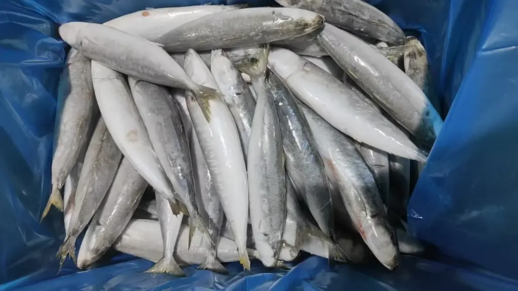 Layng SCAD Fish freezing and packaging process