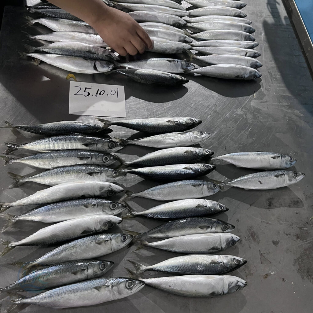 mackerel-checking