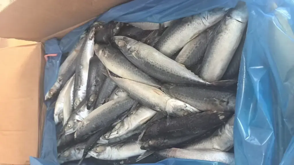 What to Consider When Sourcing Mackerel Raw Materials for Canned Mackerel Production