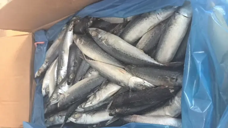 What to Consider When Sourcing Mackerel Raw Materials for Canned Mackerel Production