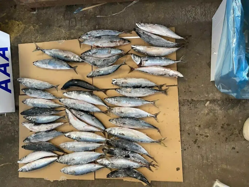 Pacific Mackerel
