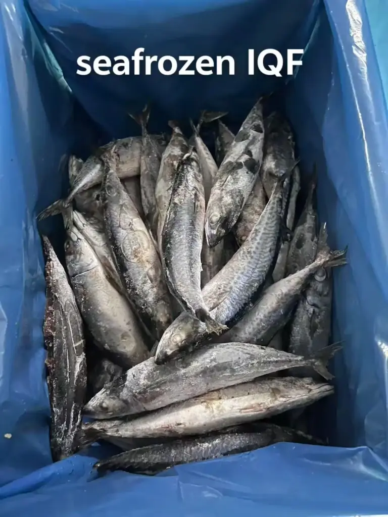 pacific mackerel seafrozen IQF